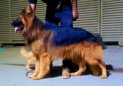 German shepherd pappy long coat