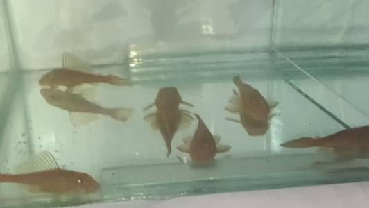 albino pleco sucker fish