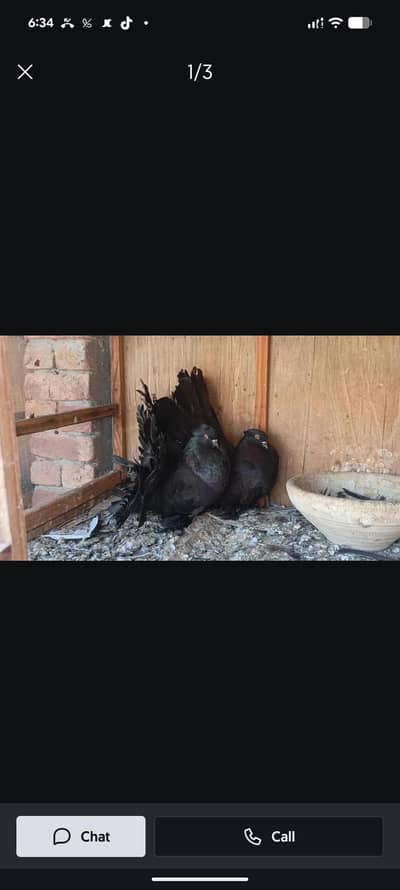 black amircan pair for sale .  .  .  all setup for sale