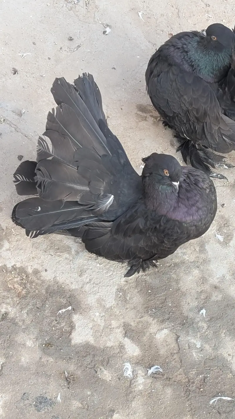 black amircan pair for sale .  .  .  all setup for sale — photo 2