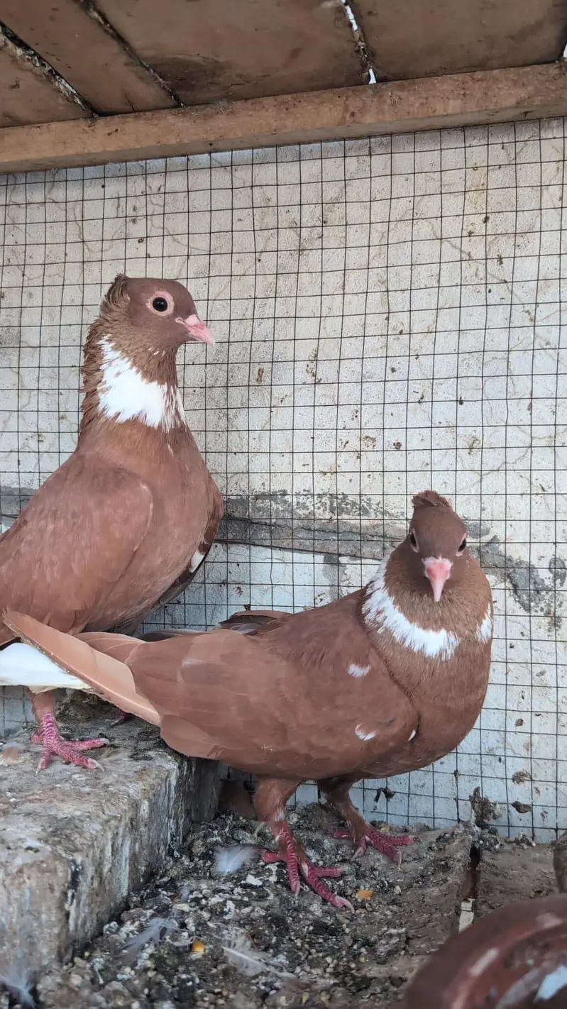 black amircan pair for sale .  .  .  all setup for sale — photo 3