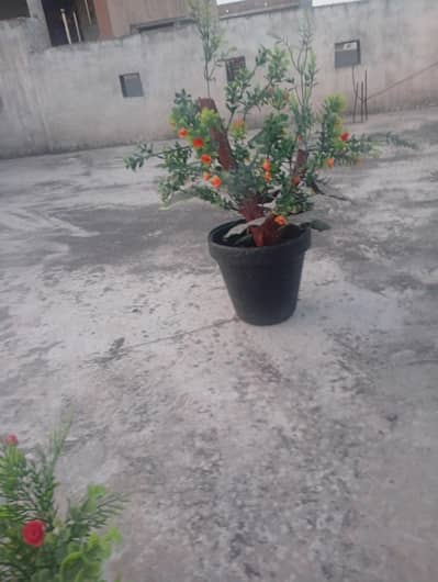 Home decore