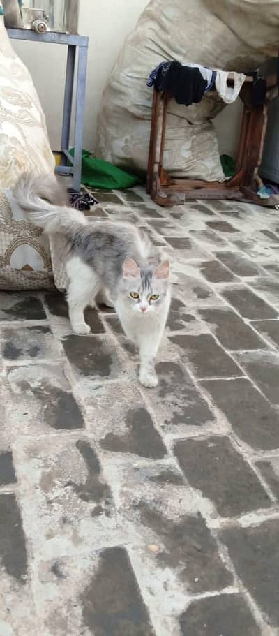 Beautiful Silver Persian Cat for sale healthy and fluffy