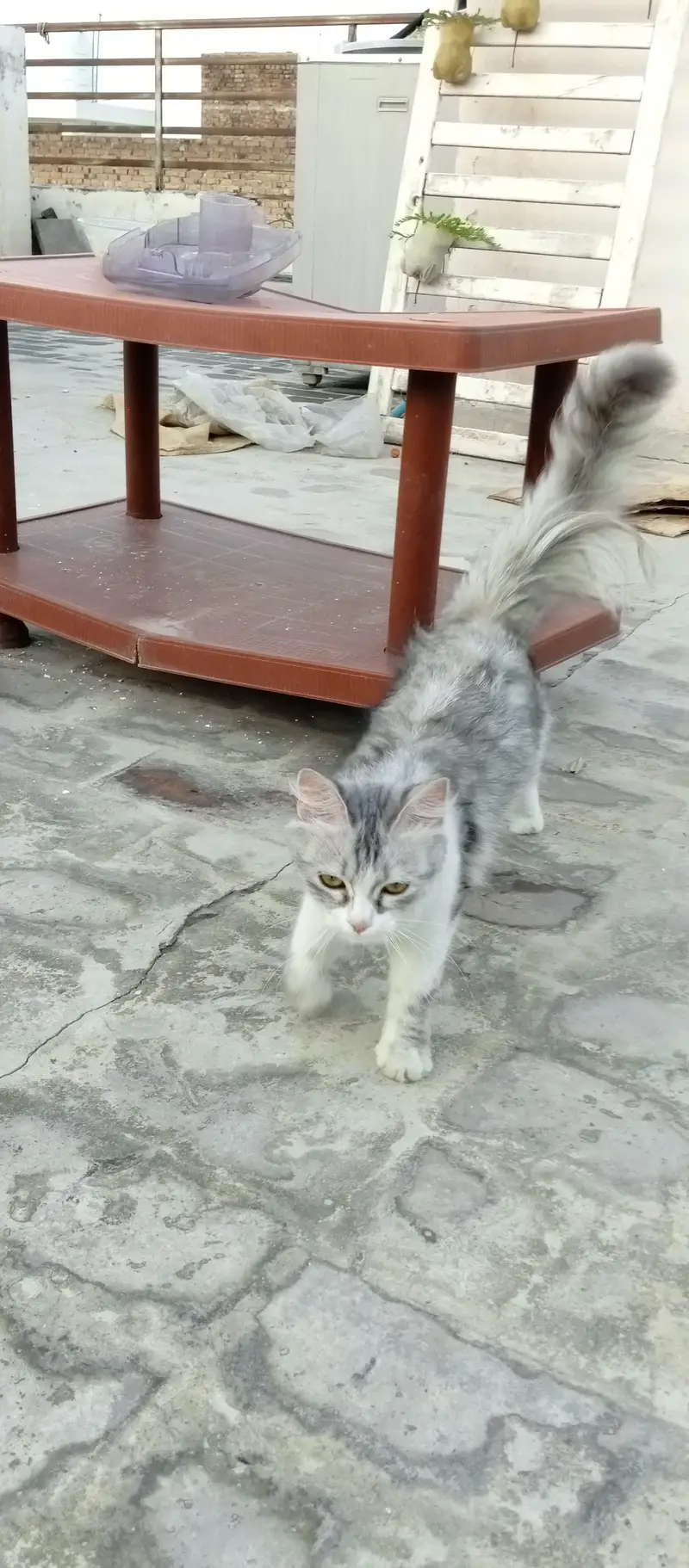 Beautiful Silver Persian Cat for sale healthy and fluffy — photo 3