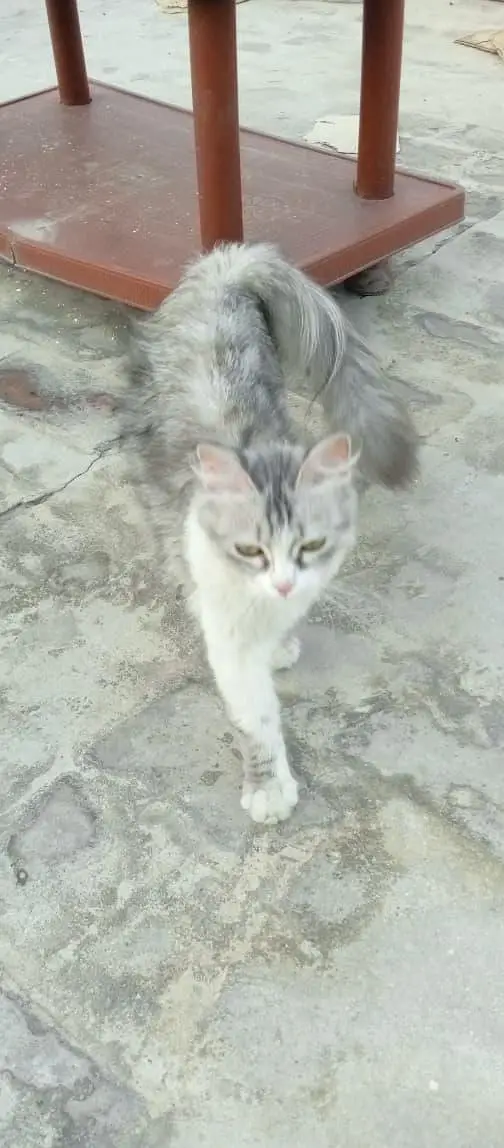 Beautiful Silver Persian Cat for sale healthy and fluffy — photo 4