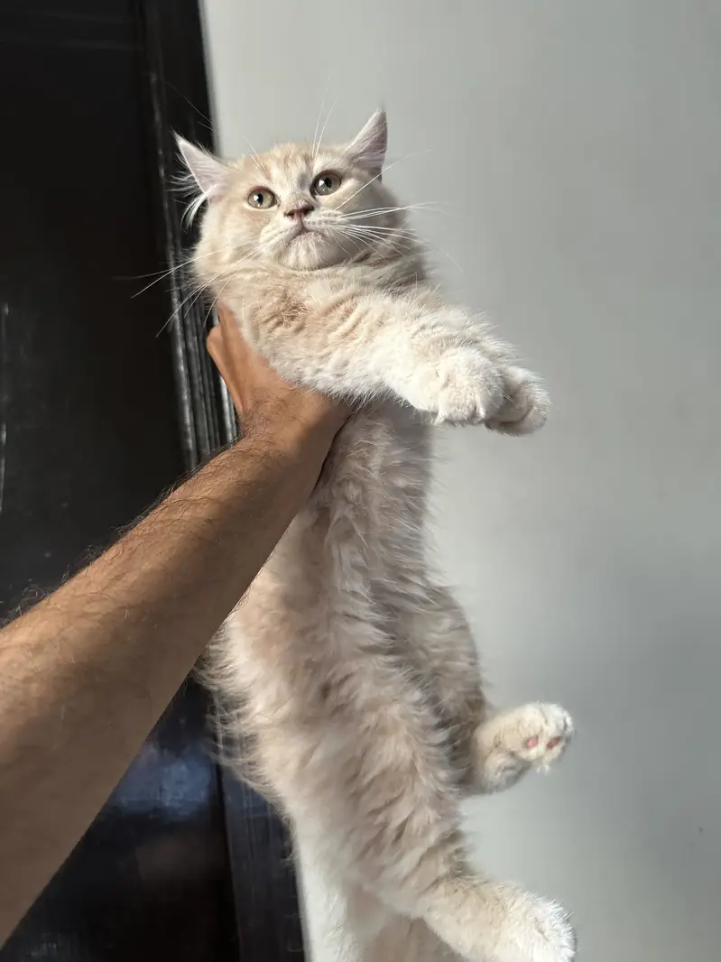 Persian Kitten — photo 2
