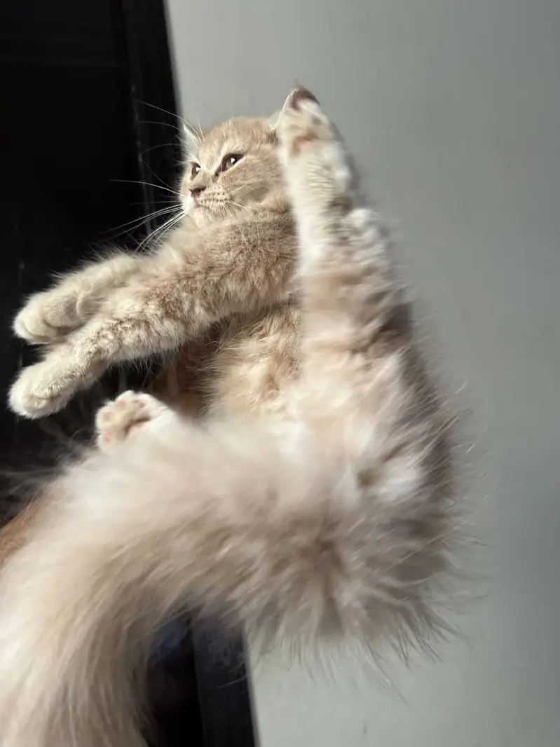 Persian Kitten — photo 3