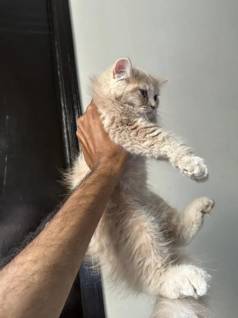 Persian Kitten — photo 4
