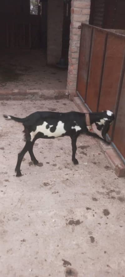 beetel path for sale 4 months