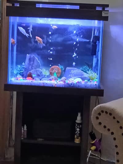 Fish Aquarium