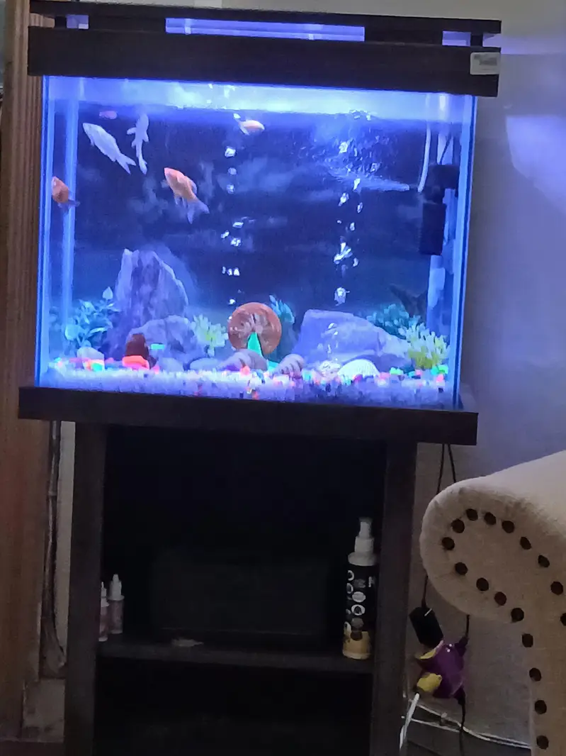 Fish Aquarium