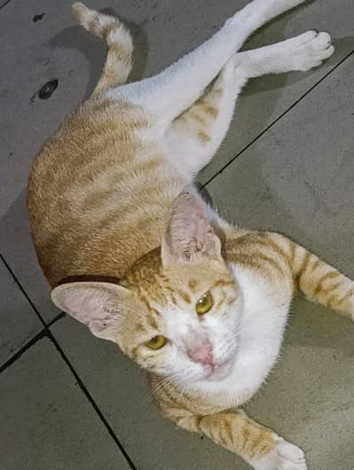 Orange Tabby cat with a white chest and face