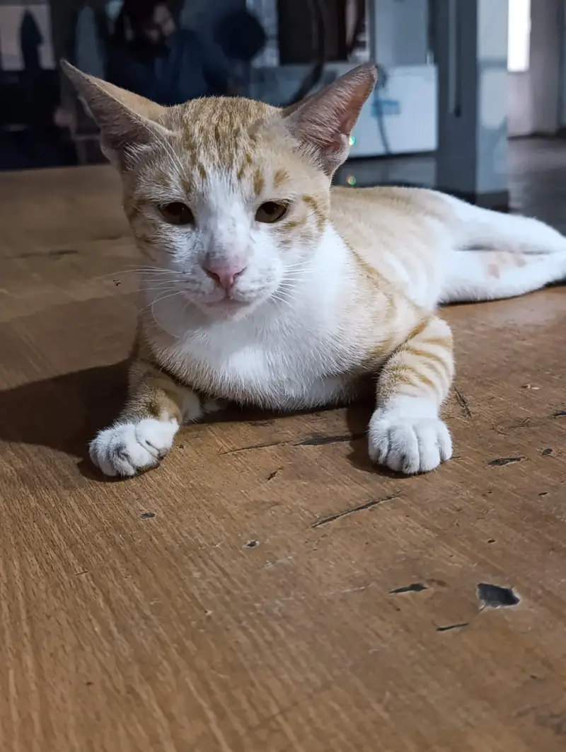 Orange Tabby cat with a white chest and face — photo 2