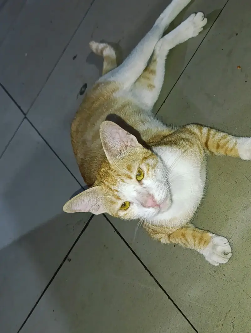 Orange Tabby cat with a white chest and face — photo 3