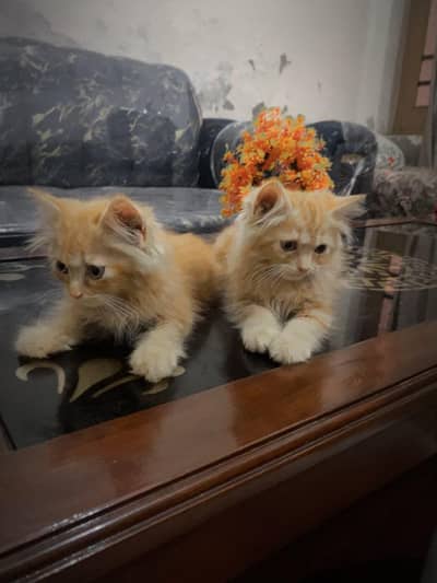 Russian pair for sale
