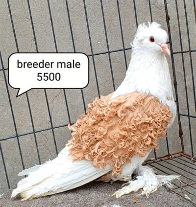 fancy pigeons/swallow/fantail/Jacobin/frillback/lahori sherazi/norwich