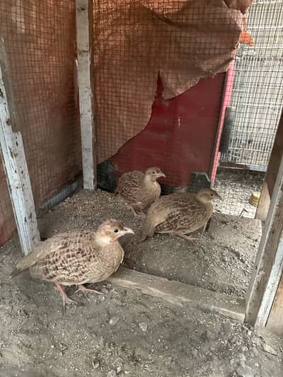 Trio for sale white cross