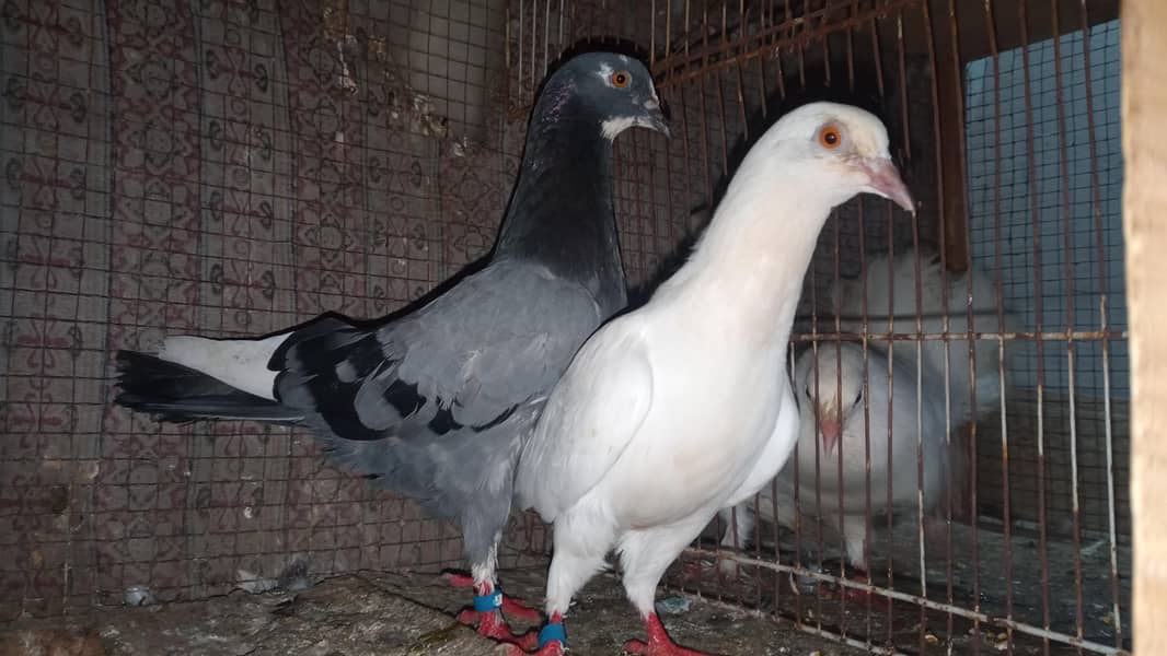 fancy pigeon 1