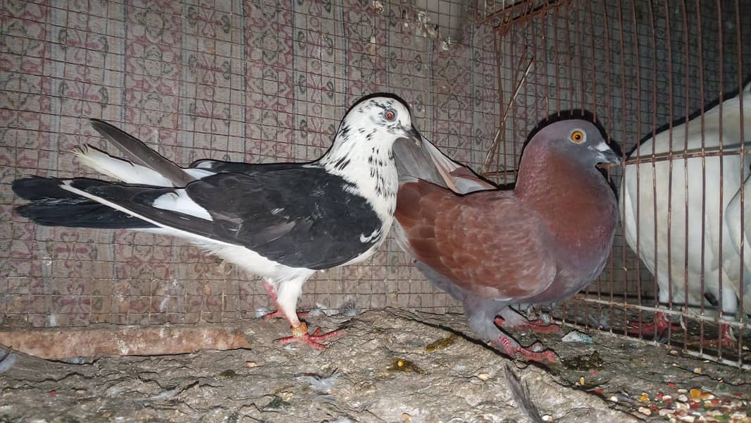 fancy pigeon 2