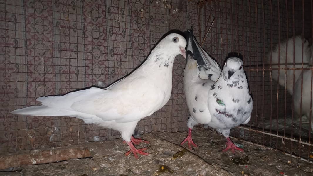 fancy pigeon 3