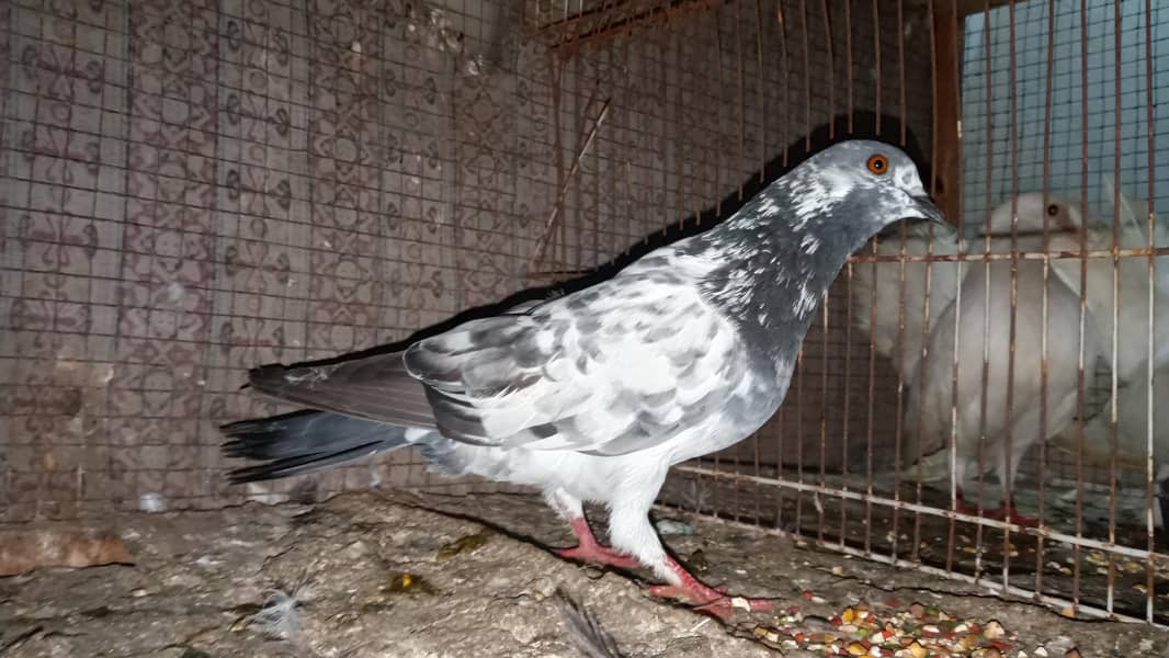 fancy pigeon 4