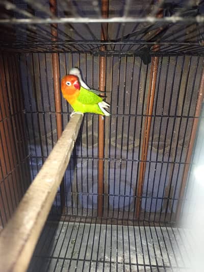 love bird leader pair