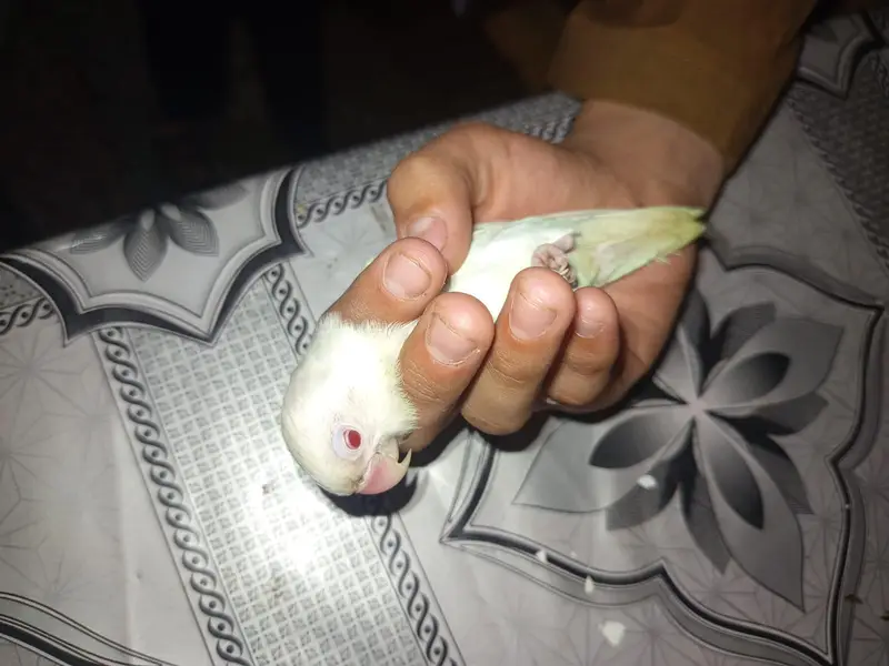 love bird leader pair — photo 2