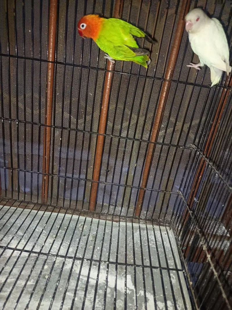 love bird leader pair — photo 3
