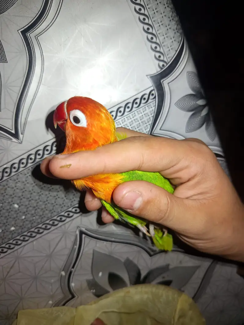 love bird leader pair — photo 4