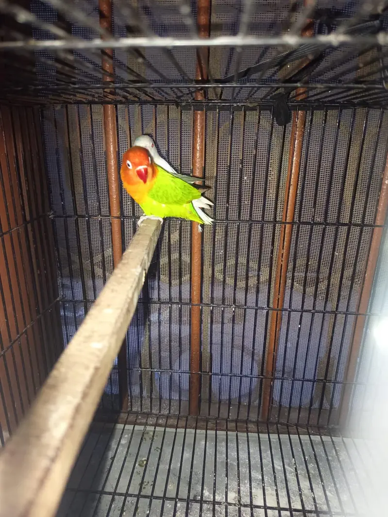 love bird leader pair — photo 5
