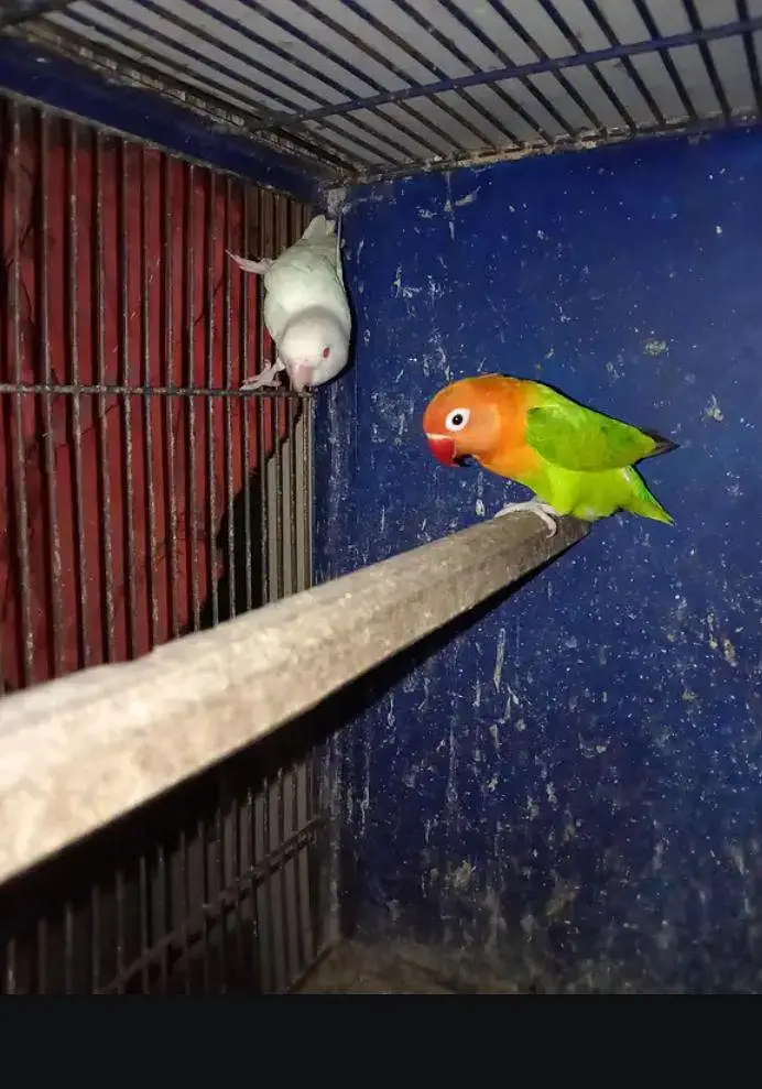 love bird leader pair — photo 6
