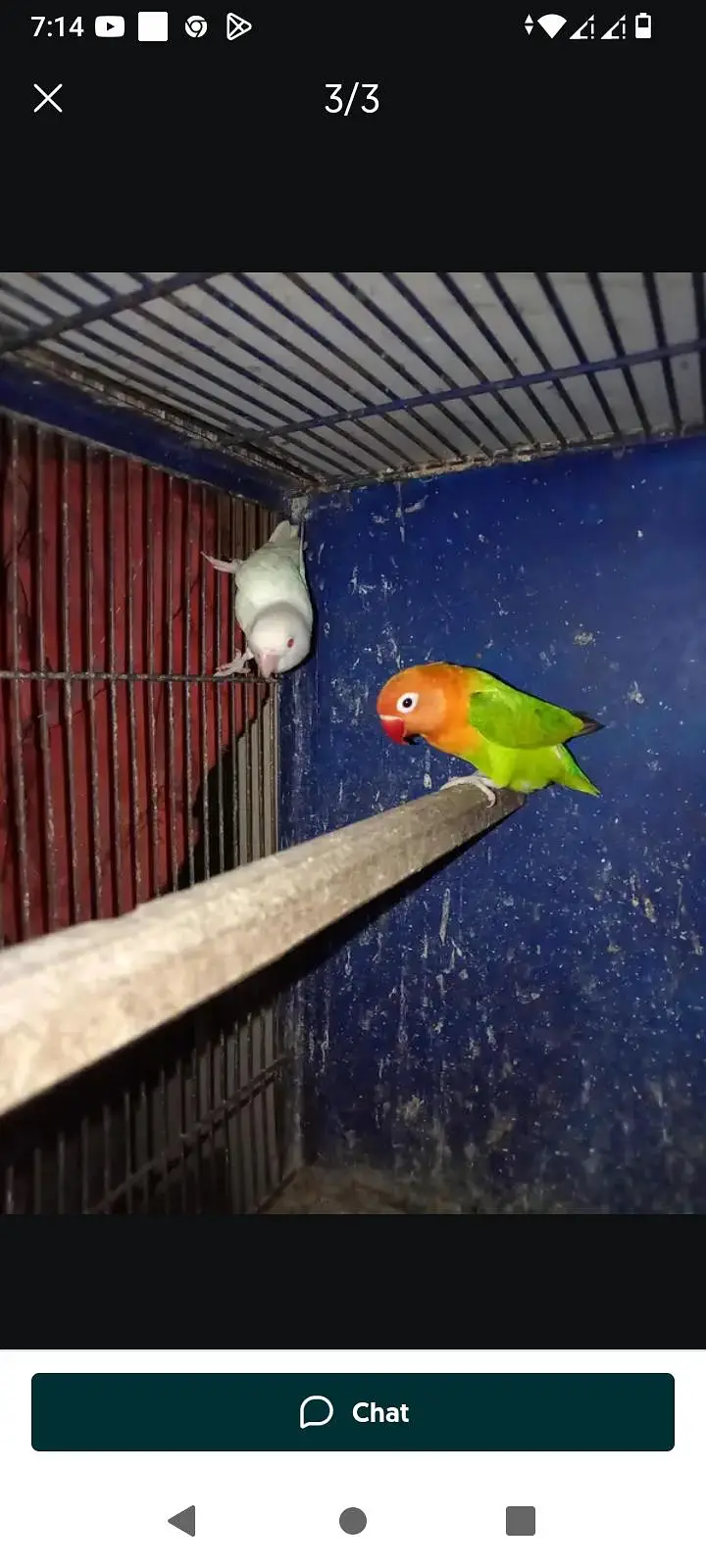 love bird leader pair — photo 7
