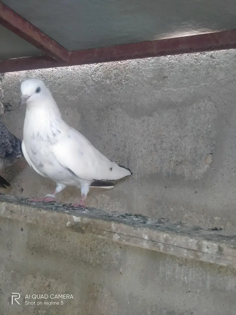 3 kaldume females — photo 3
