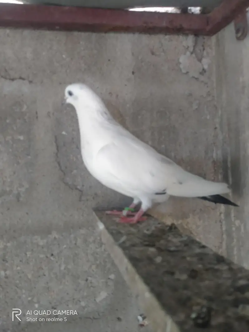 3 kaldume females — photo 5