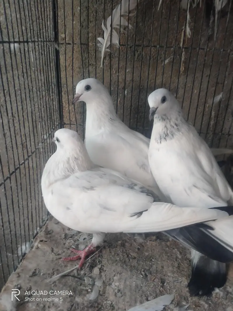 3 kaldume females — photo 6