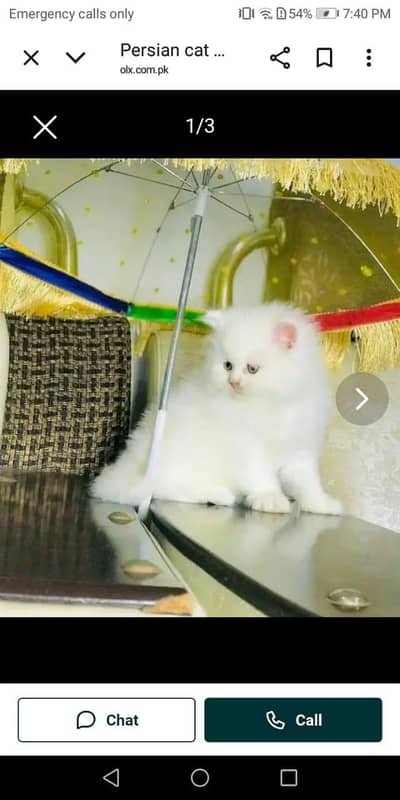 Persian cat 2month vaccinated