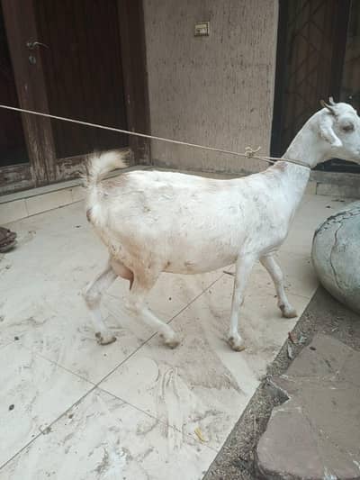 gabban bakri