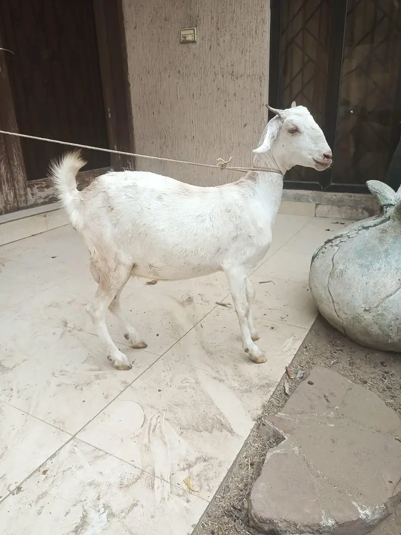 gabban bakri — photo 2