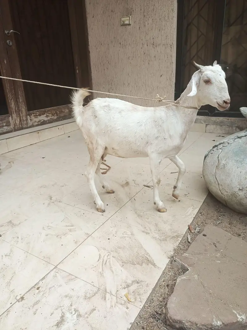 gabban bakri — photo 3