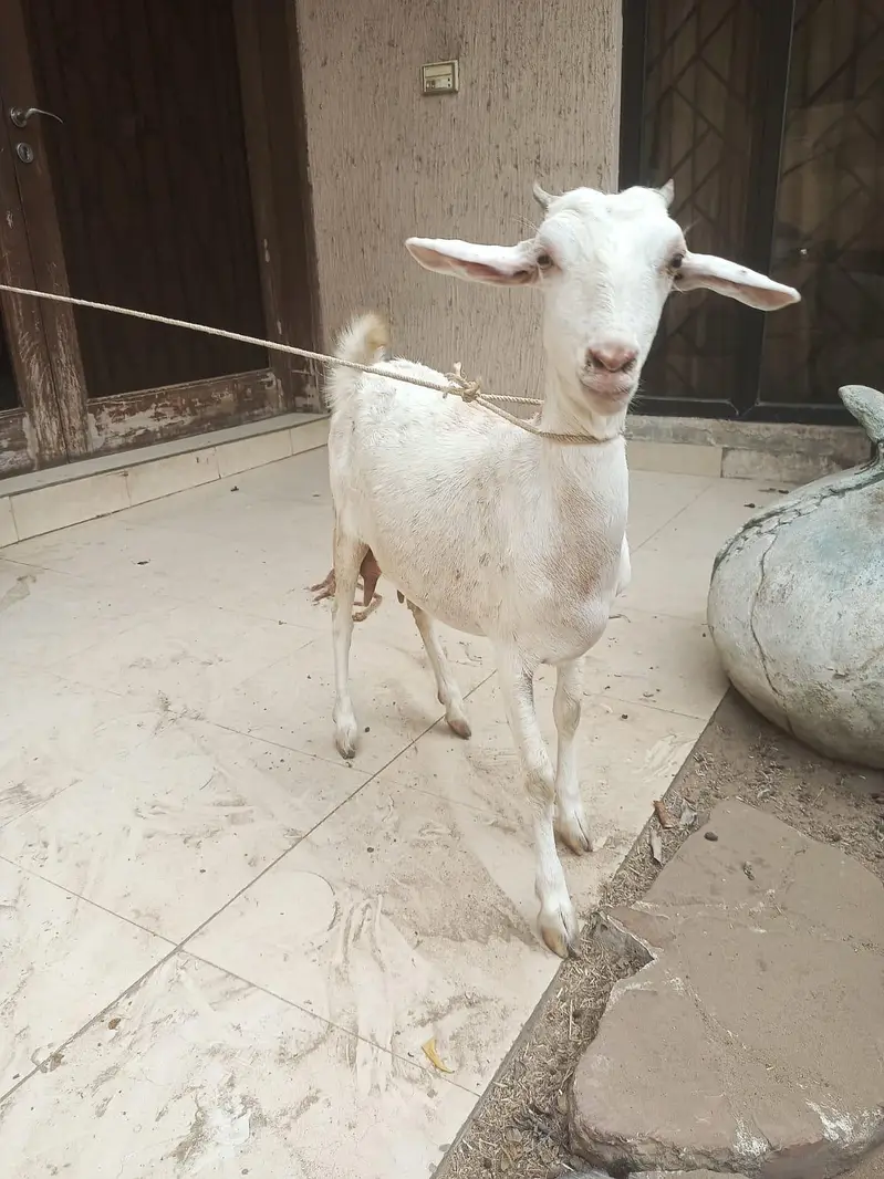 gabban bakri — photo 4