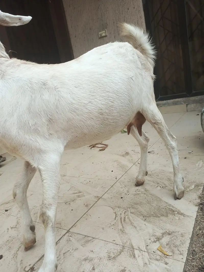 gabban bakri — photo 5
