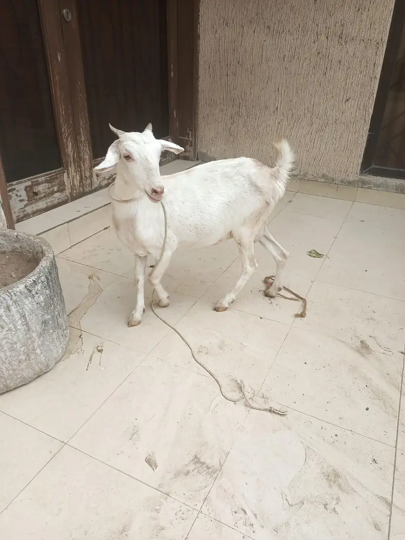 gabban bakri — photo 6