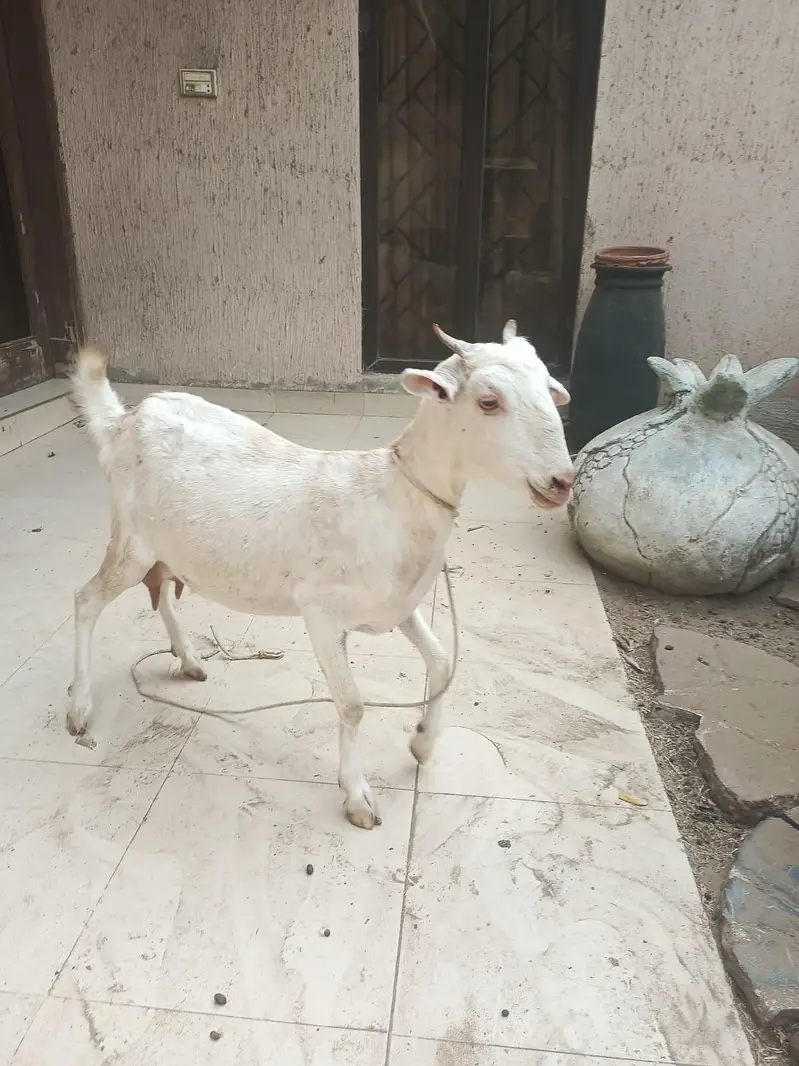 gabban bakri — photo 7