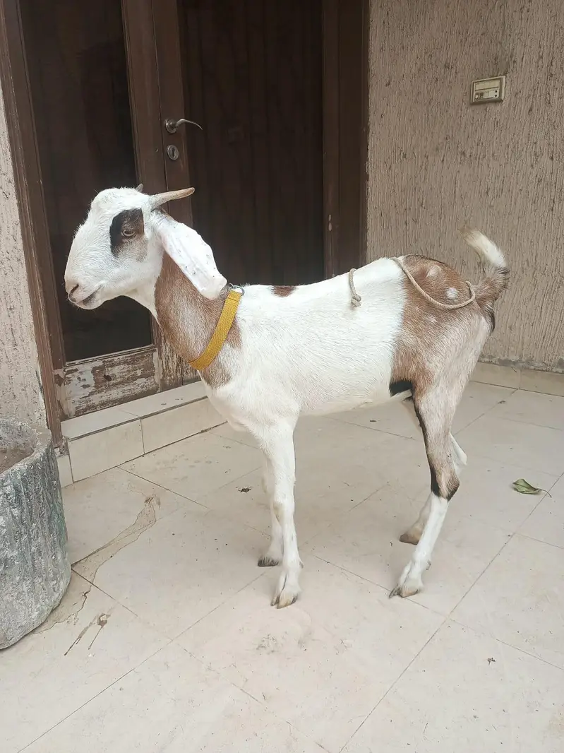 gabban bakri — photo 8