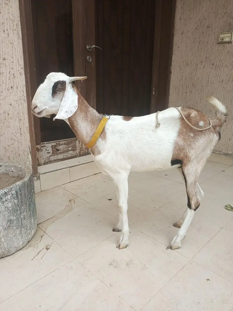 gabban bakri — photo 9