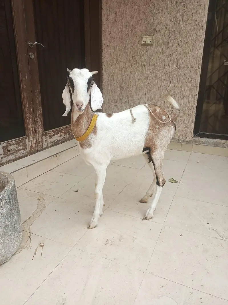 gabban bakri — photo 10