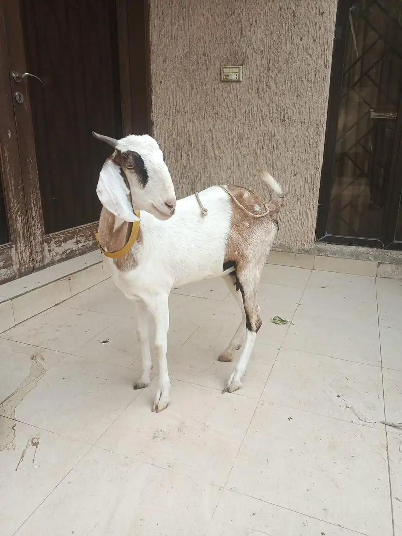 gabban bakri — photo 11