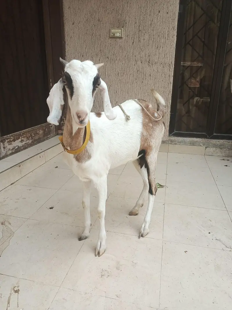 gabban bakri — photo 12