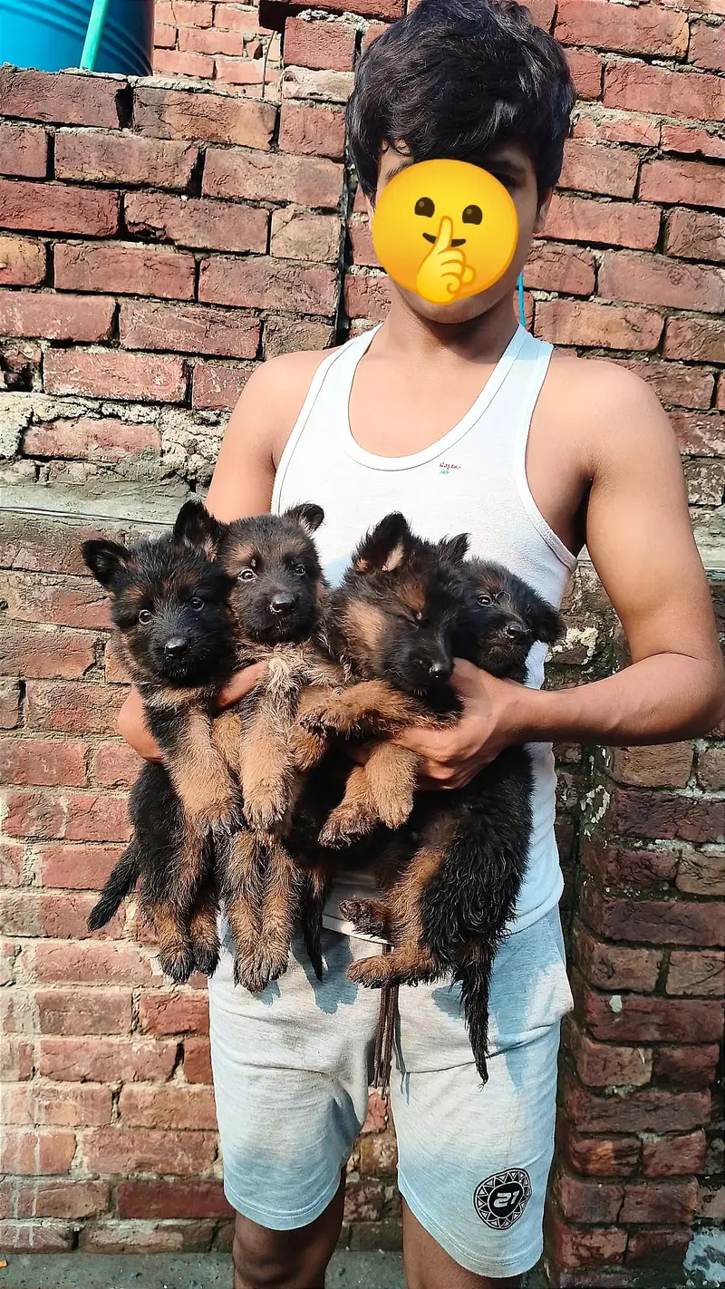 German shepherd pappy long coat — photo 3