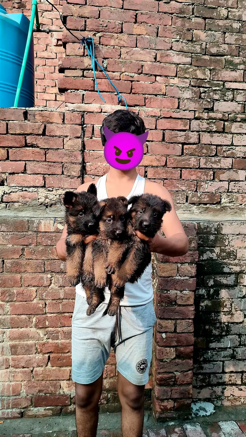 German shepherd pappy long coat — photo 4